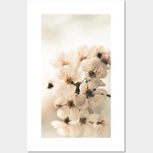 White Cherry Blossom Posters and Art